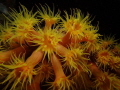   Yellow Sunburst Tubestra sp. Cup Corals Night Dive Truk Lagoon.Sony Rx 100 Nauticam Sea YSD1 Inon UCL165LD sp Lagoon. Lagoon UCL-165LD UCL 165LD  